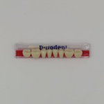 DIENTES MOLAR-INF.32L/81