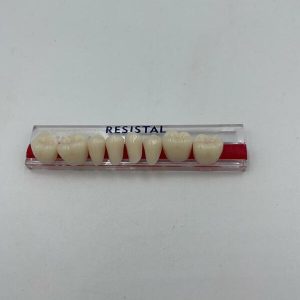 DIENTES MOLAR-INF.32L/67-B3